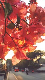 Close-up of orange leaves on tree against sky