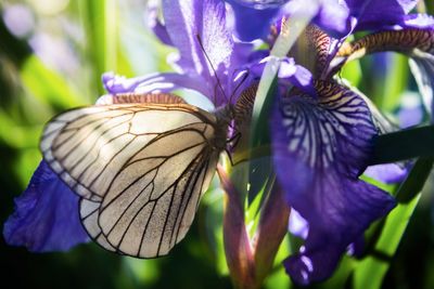 Close-up of butterfly pollinating on purple flower