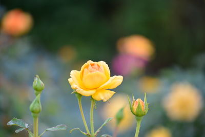 Close-up of yellow flowering plant in field