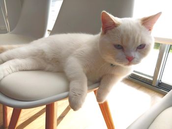 Cat sitting on chair at home