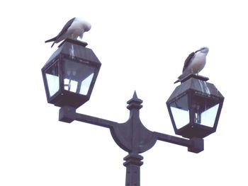 Low angle view of seagulls perching on street light against sky