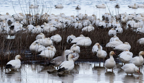 Swans and ducks in lake during winter