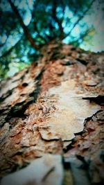 Close-up of tree trunk