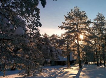 Low angle view of trees against sky