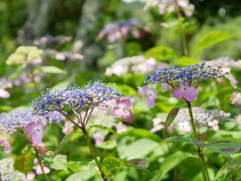 Close-up of purple flowering plant
