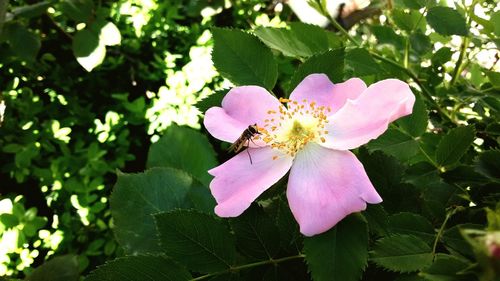 Close-up of pink flower