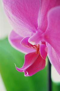 Close-up of pink flower