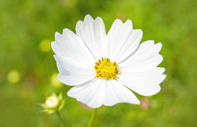 Close-up of white daisy flower