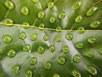 Macro shot of water drops on leaves