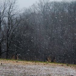 Bare trees on field during winter
