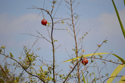 Low angle view of fruits on tree against sky