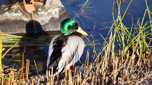 Close-up of bird perching on a lake