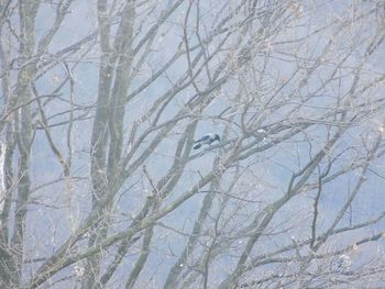 Low angle view of bare trees against sky