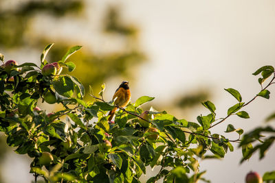 Low angle view of bird perching on tree