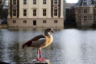 Duck on lake