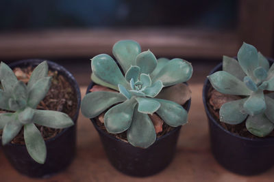 Close-up of succulent plant on table