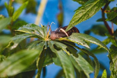 Close-up of insect on plant