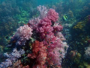 View of fish swimming in sea