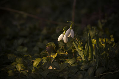 Close-up of snowdrop growing on field