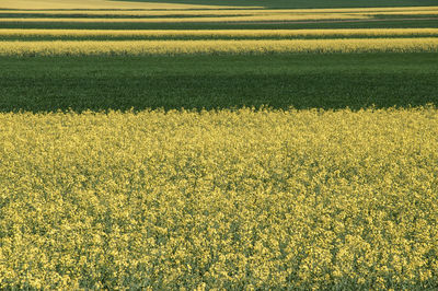 Full frame shot of white flowers growing in field