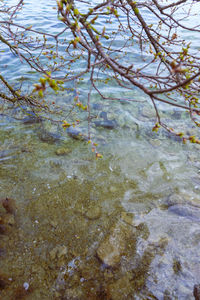 High angle view of lake along plants