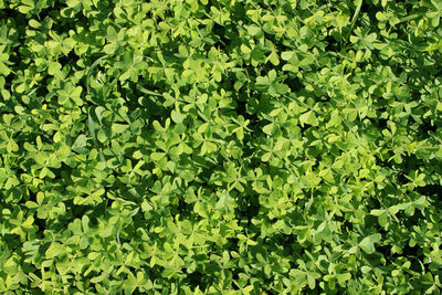 Full frame shot of plants