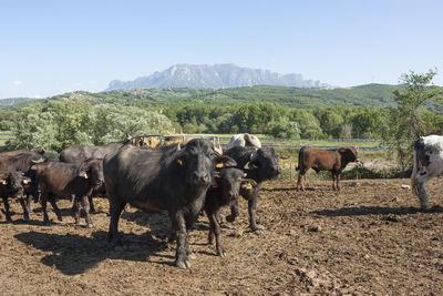 Buffalo grazing in a field. campania, italy