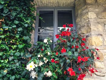 Flowers blooming by window