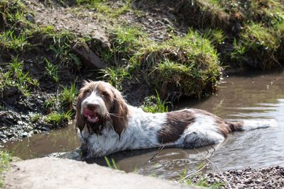 View of dog in the lake