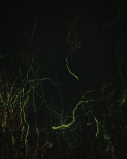 Full frame shot of plants at night