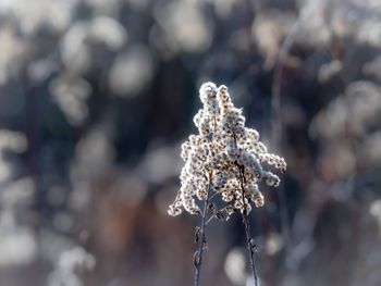 Close-up of frozen plant