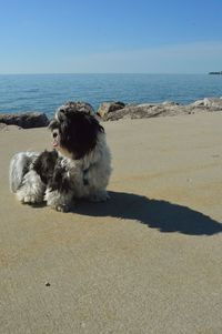 Dog lying on beach