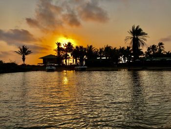 Silhouette palm trees by plants against sky during sunset