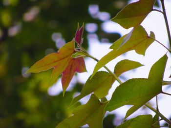 Close-up of yellow maple leaves on branch