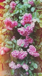 High angle view of pink flowering plants