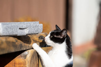 Close-up of a cat looking away