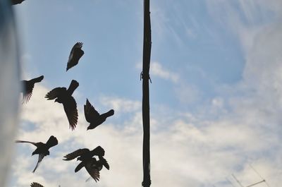 Low angle view of silhouette birds flying against sky