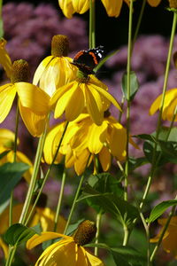 Close-up of insect on yellow flower