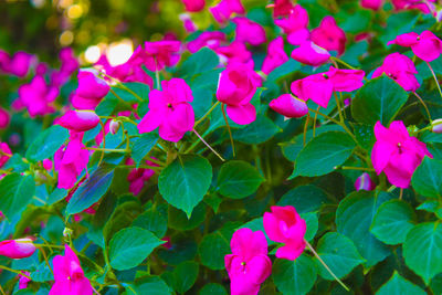 Close-up of pink flowering plants