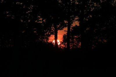 Silhouette of trees at sunset