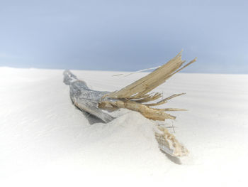 Dead lizard on snow against sky