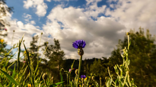 Close-up of purple flowering plant on field against sky
