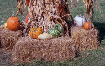 Fall still life with pumpkins, gourds, bales of straw and corn stalks