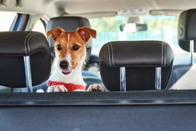 Jack russell terrier dog looking out of car seat. trip with a dog