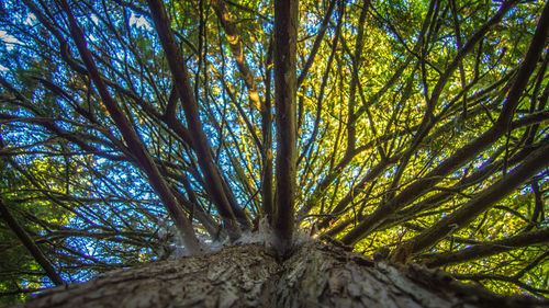 Low angle view of trees in forest