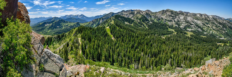 Scenic view of pine trees against sky