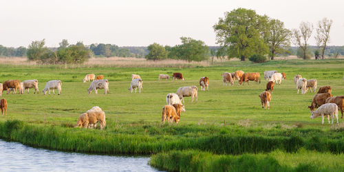 Flock of sheep grazing in a field