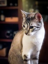 Close-up of cat looking away at home