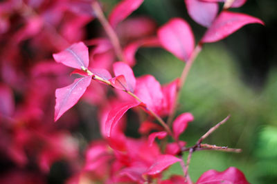 Close-up of pink flowering plant leaves