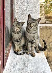 Cat couple sitting against wall